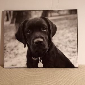 Black Labrador  - 11" X 14" - Glossy Photographic Print on Wood by Kim Levin